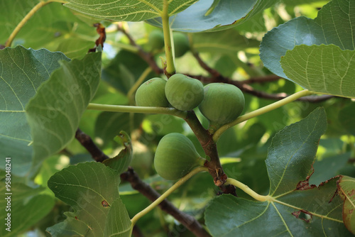 Fotografie Many green unripe figs on tree in the orchard