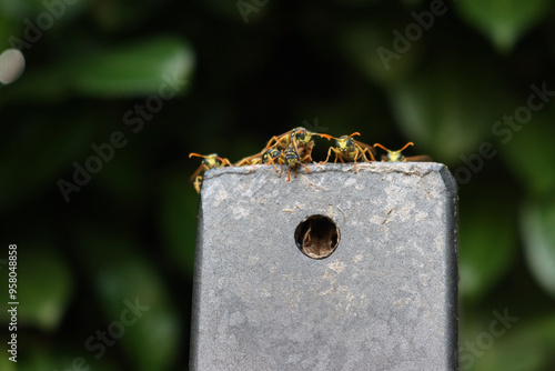 European paper wasp on a black metal gate. Polistes dominula insect of Wasp family photo