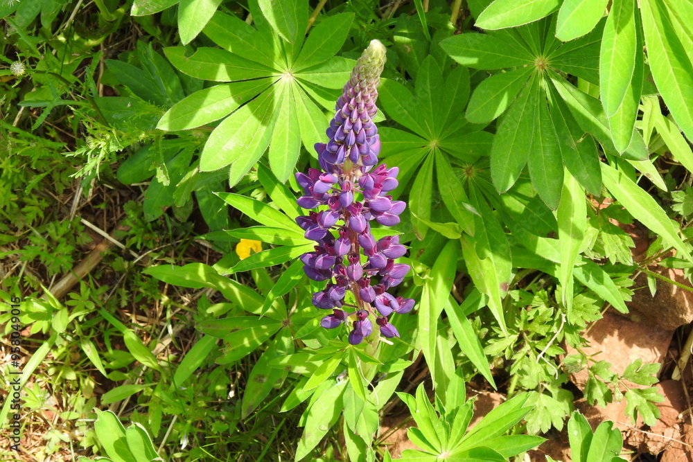 Lupine Lupine