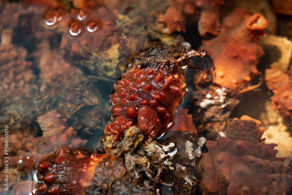 fresh sea pineapple or halocynthia roretzi in water. fresh sea pineapple or halocynthia roretzi in water.