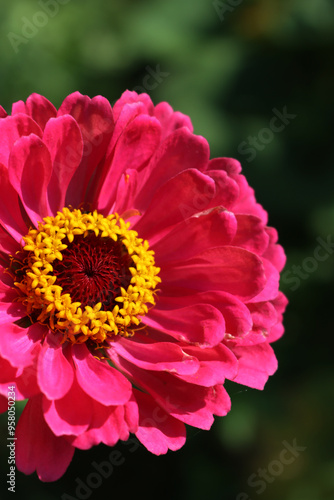 Pink Zinnia plant in bloom in the flowerbed on summer