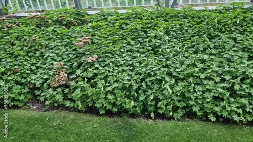 cover perennials in the old garden cover the surface of the slope against erosion. green deciduous forest under the trees in the shade. metal lattice fencing with oblique filling arrangement.  photo