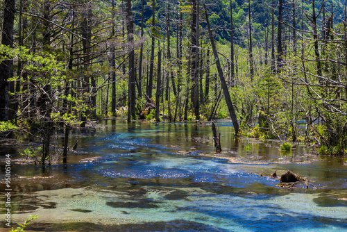 日本の風景・初夏　長野　新緑の上高地　岳沢湿原 photo