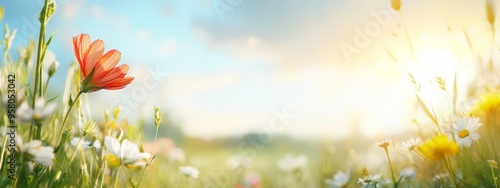  A tight shot of a bloom amidst a sea of grass and blossoms, with the sun filtering through overlapping clouds behind