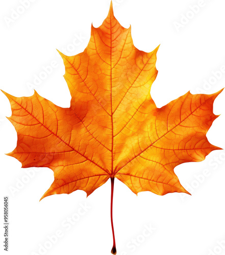 Wallpaper Mural A vibrant orange leaf Torontodigital.ca