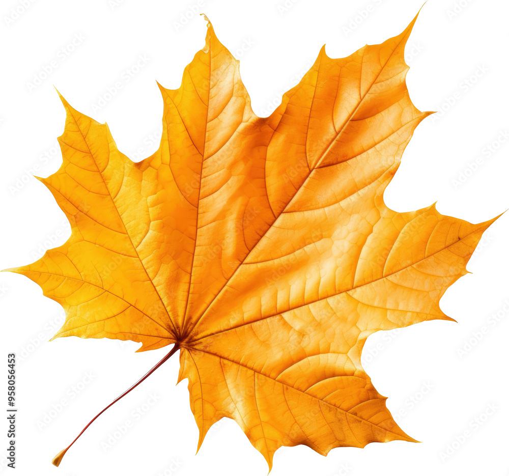 Golden Autumn Leaf Golden Autumn Leaf