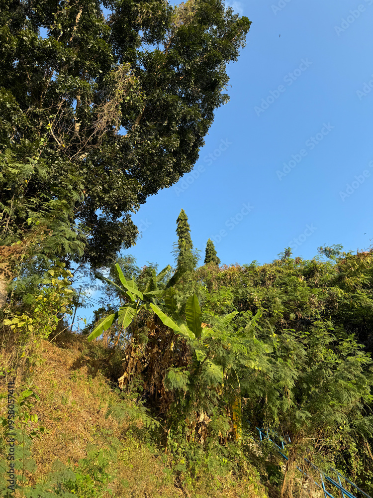 Fototapeta premium a tree with bare branches against a blue sky. The branches are twisted and intertwined, creating a complex pattern