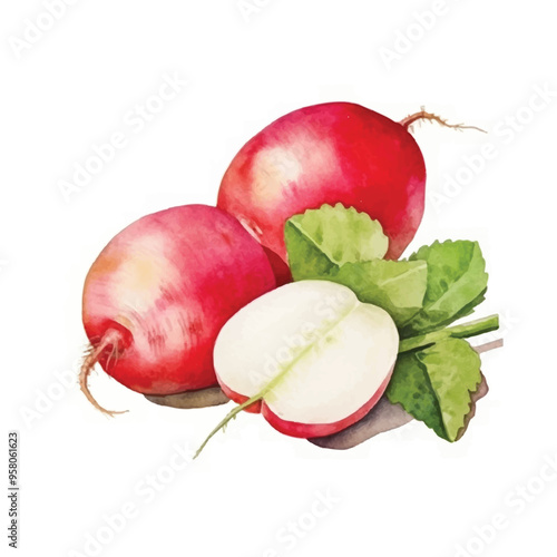 watercolor of radish isolated white background