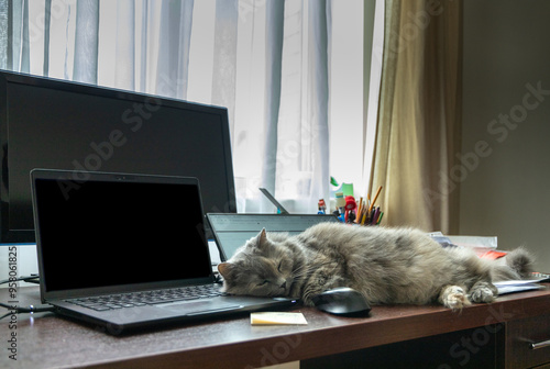 A cat sleeping at a working desktop table between computer laptop and other gadgets