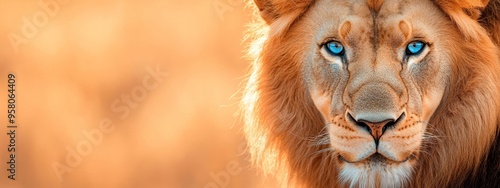  A tight shot of a lion's face with piercing blue eyes