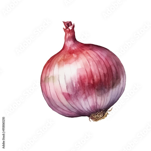 watercolor of red onion isolated white background