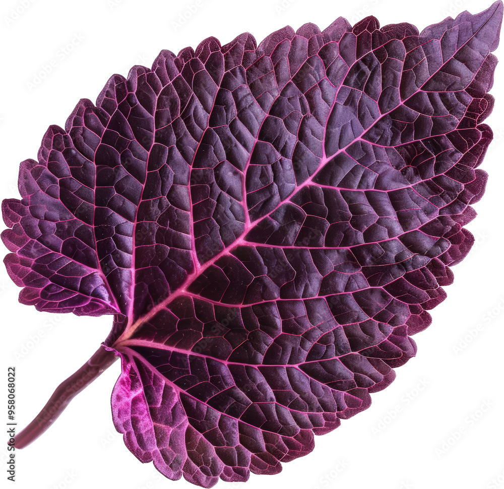 Fototapeta premium Close-up of a purple leaf