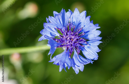 Blue cornflowers flowers in nature. Close-up