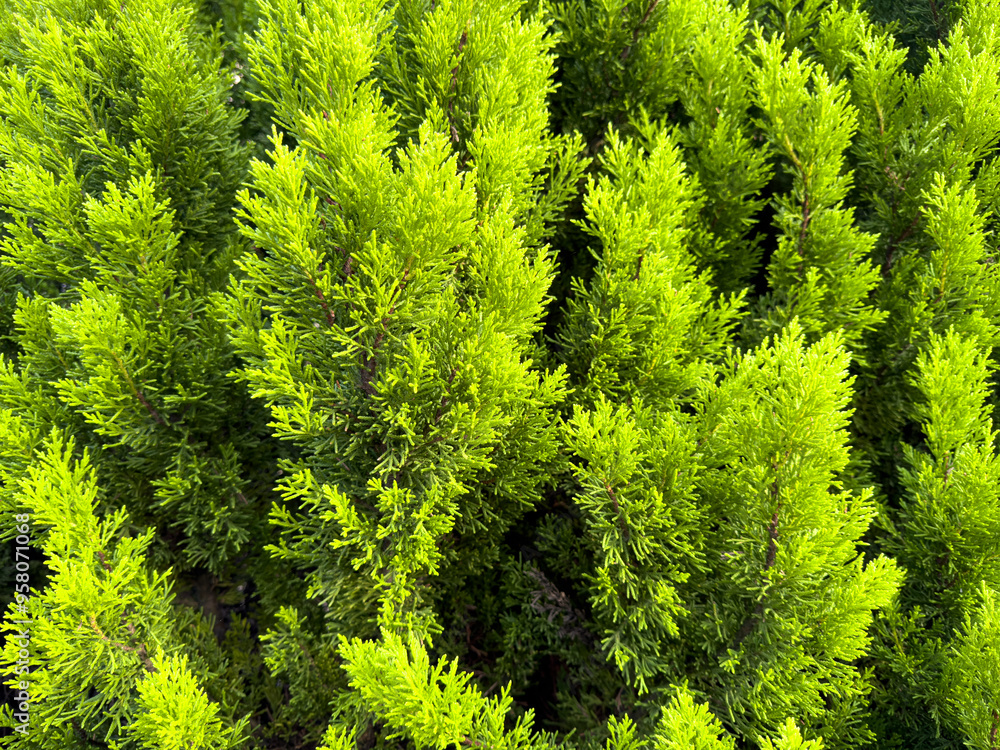 Fototapeta premium Green Coniferous tree as background