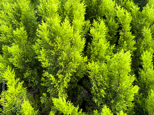 Green Coniferous tree as background