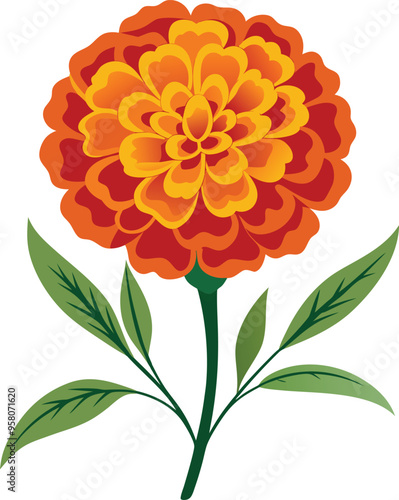 Vector illustration of marigold flower Isolated on a white background