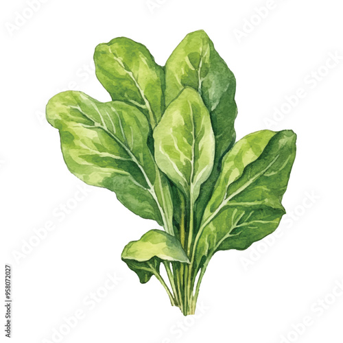 watercolor of Spinach isolated white background