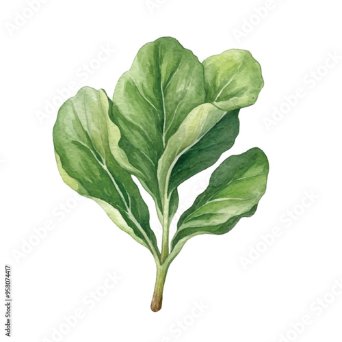 watercolor of Spinach isolated white background