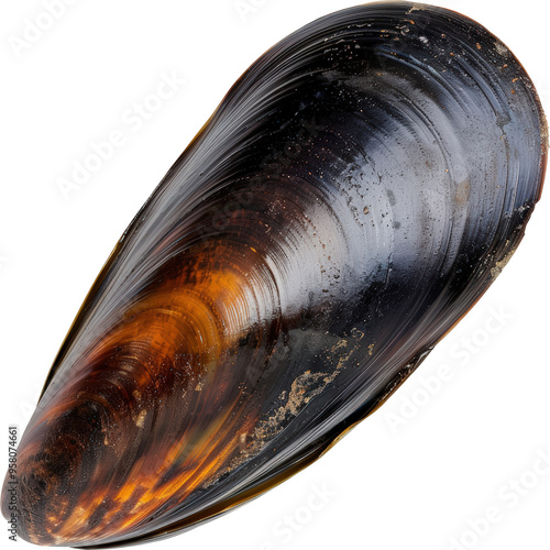 Close-up of a mussel shell