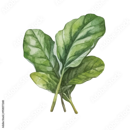 watercolor of Spinach isolated white background