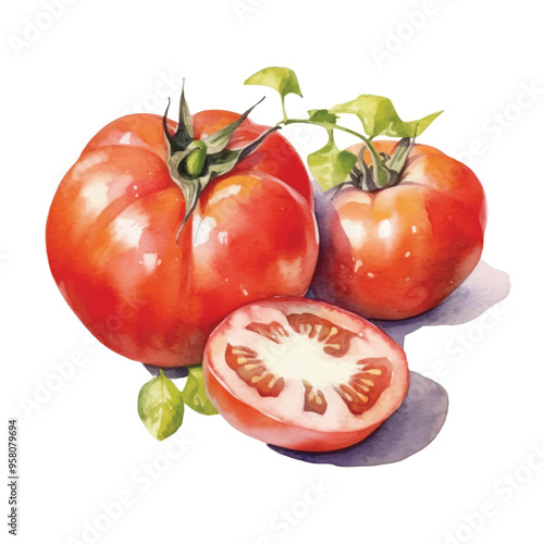 watercolor of tomato isolated white background