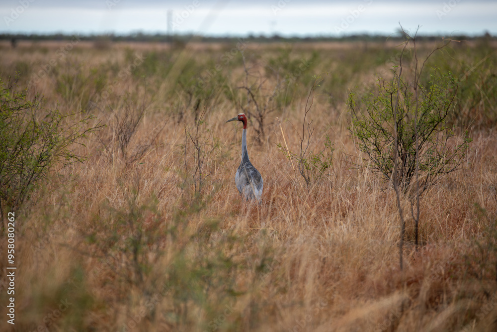 An Australian crane (Antigone rubicunda) also known as a Brolga. Tropical North Queensland.