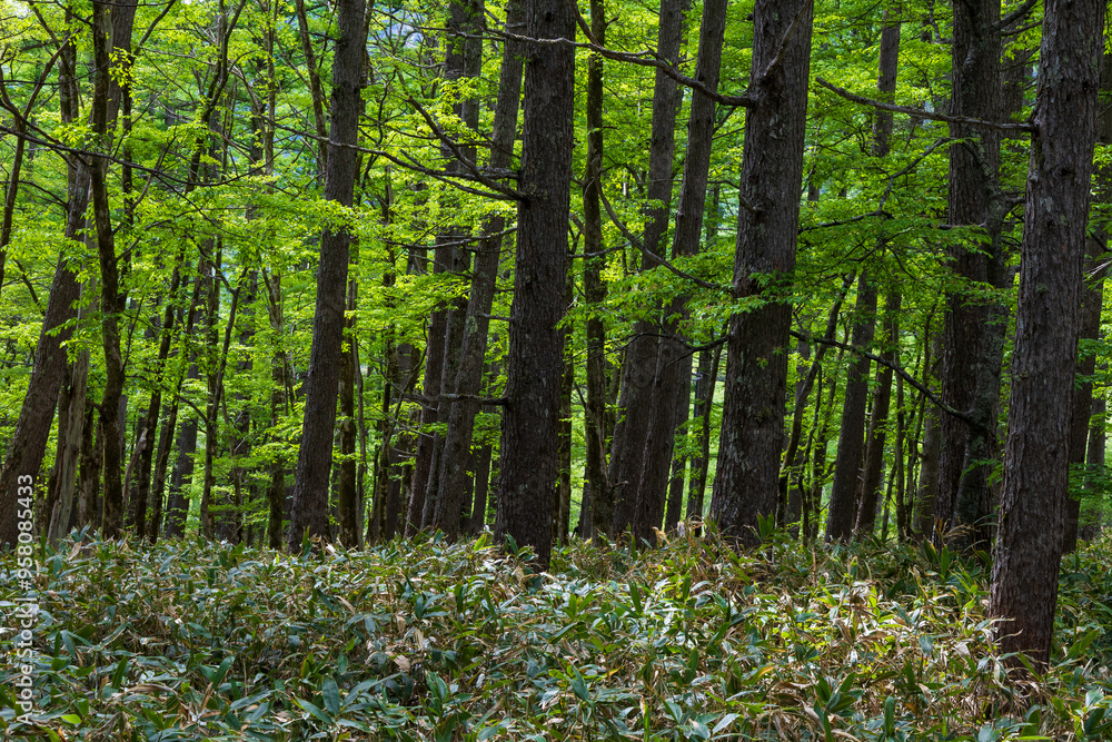 日本の風景・初夏　長野　新緑の上高地