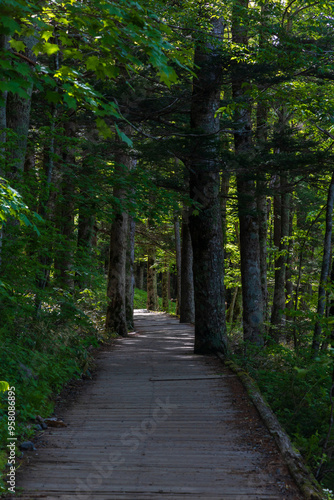 Wallpaper Mural 日本の風景・初夏　長野　新緑の上高地 Torontodigital.ca