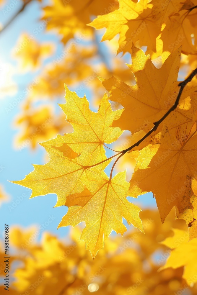 Golden Autumn Leaves Against a Clear Blue Sky with Sunlight Filtering Through Golden Autumn Leaves Against a Clear Blue Sky with Sunlight Filtering Through