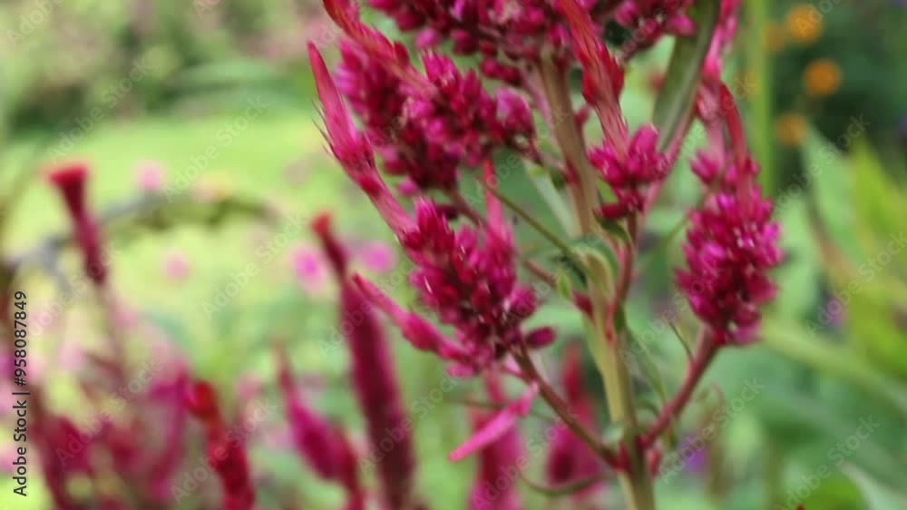 Amaranthus, Love-lies-bleeding, Pendant amaranth, Tassel, Velvet flower or Foxtail amaranthus Amaranthus, Love-lies-bleeding, Pendant amaranth, Tassel, Velvet flower or Foxtail amaranthus
