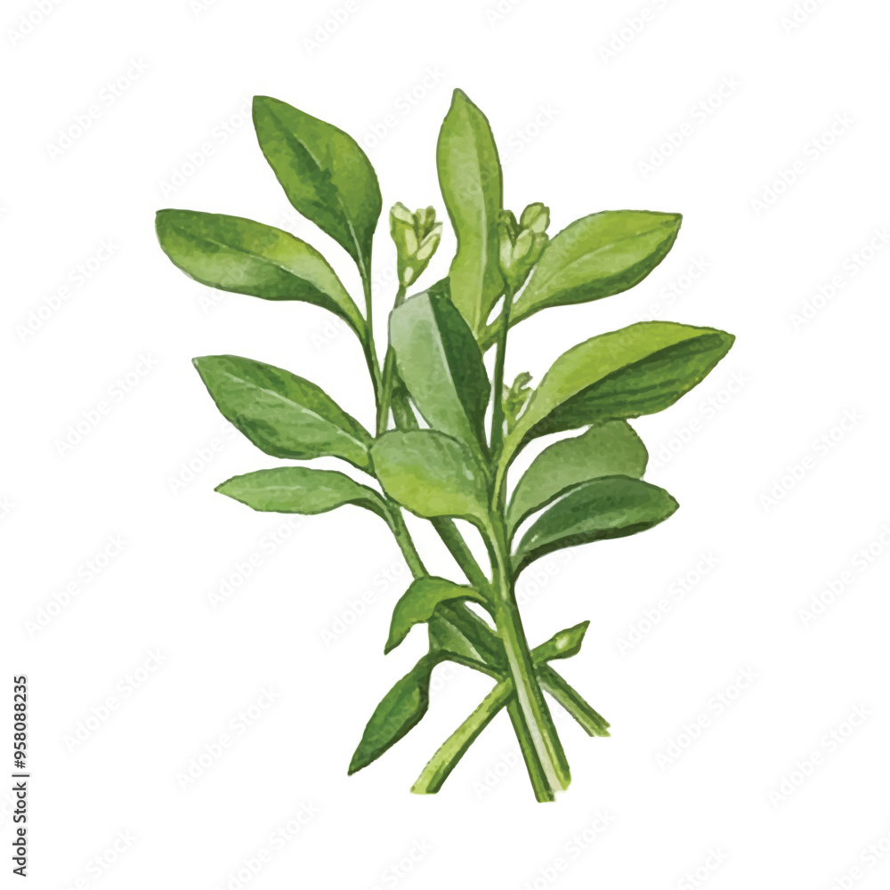 Fototapeta premium watercolor of Water spinach isolated white background