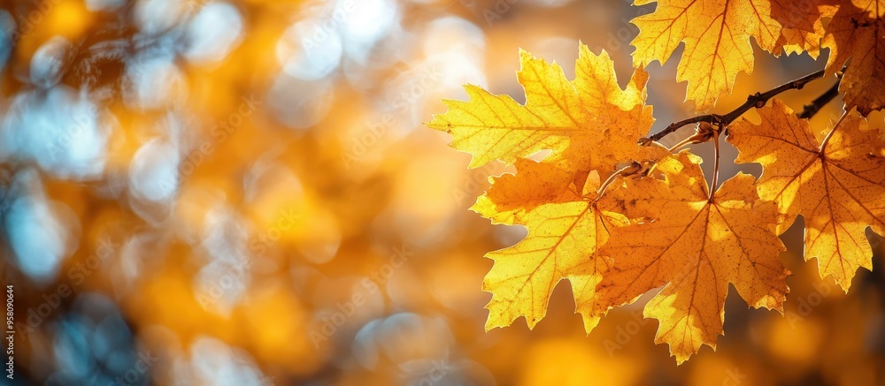 Golden Autumn Leaves in Sunlight with Bokeh Background, Capturing the Beauty of Fall Season Golden Autumn Leaves in Sunlight with Bokeh Background, Capturing the Beauty of Fall Season