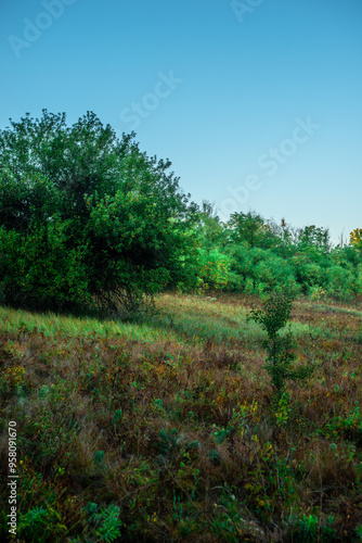 Summer landscape with trees at the morning . Morning cold colors , green trees and leaves . Wild forest with field . Nature landscape , summer trees. Misty morning , sunrise . Fog over the trees