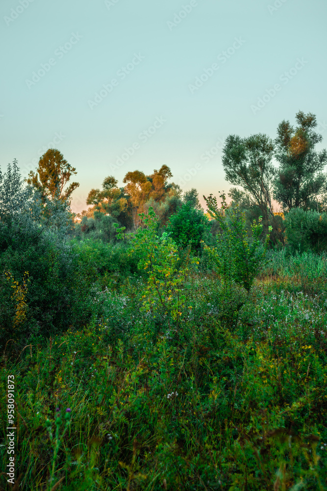 Beautiful forest , summer landscape in woodlands , hiils and trees . Green grass with flowers . Wild field , sunny landscape . Sunlight on trees . Wilds trees , beautiful landscape Beautiful forest , summer landscape in woodlands , hiils and trees . Green grass with flowers . Wild field , sunny landscape . Sunlight on trees . Wilds trees , beautiful landscape