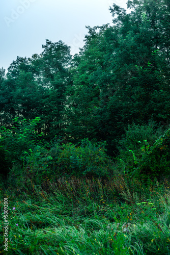 Beautiful forest , summer landscape in woodlands , hiils and trees . Green grass with flowers . Wild field , sunny landscape . Sunlight on trees . Wilds trees , beautiful landscape  photo