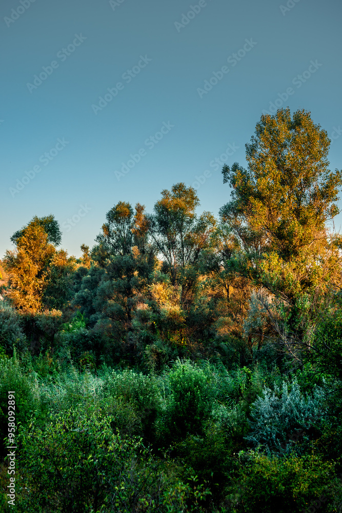 Beautiful forest , summer landscape in woodlands , hiils and trees . Green grass with flowers . Wild field , sunny landscape . Sunlight on trees . Wilds trees , beautiful landscape Beautiful forest , summer landscape in woodlands , hiils and trees . Green grass with flowers . Wild field , sunny landscape . Sunlight on trees . Wilds trees , beautiful landscape