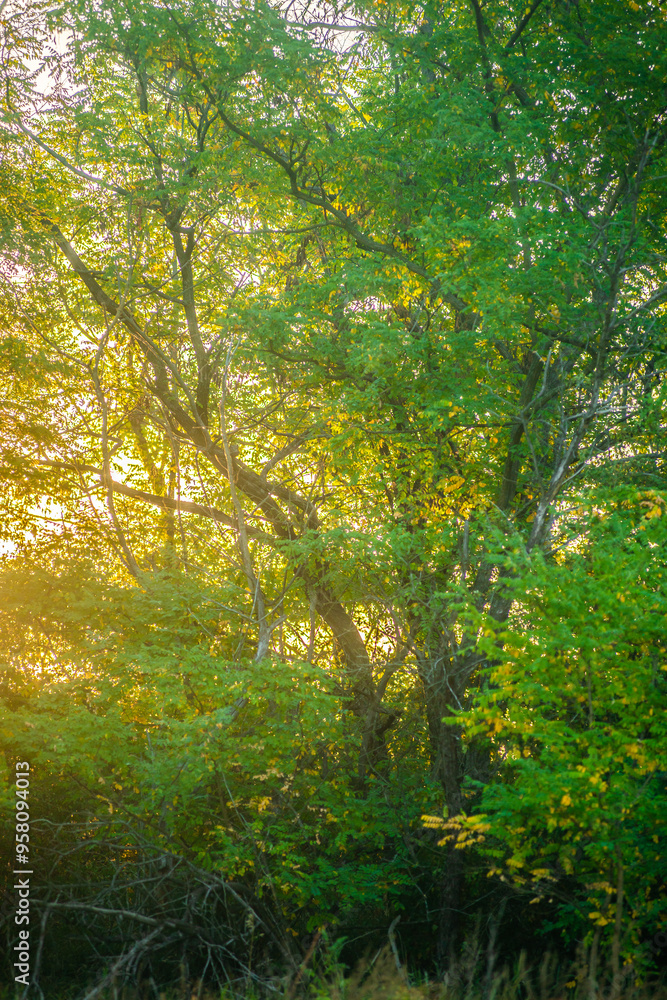 Morning in the forest wild field . Sunny morning , summer landscape with sunrise , yellow and golden colors over the trees and forest . Green field with flowers and grass. Green trees , nature . Lands Morning in the forest wild field . Sunny morning , summer landscape with sunrise , yellow and golden colors over the trees and forest . Green field with flowers and grass. Green trees , nature . Lands
