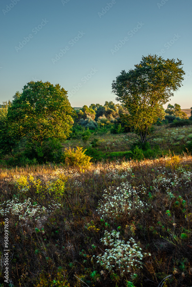 Fototapeta premium Morning in the forest wild field . Sunny morning , summer landscape with sunrise , yellow and golden colors over the trees and forest . Green field with flowers and grass. Green trees , nature . Lands