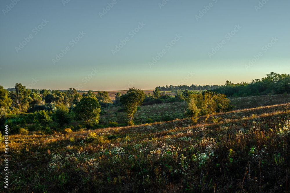 Obraz premium Summer morning , trees in wild field , grass on field . Golden hour in the woodlands, sunrise over the field and trees . Yellow colors , summer landscape . Forest beautiful , nature lands . Sunny day