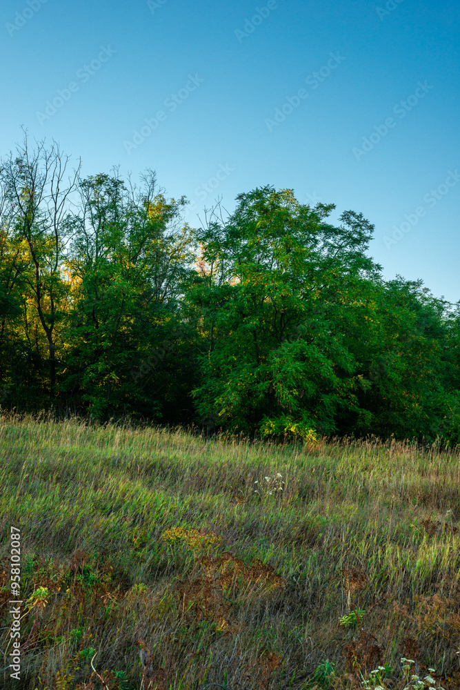 Forest landscape , field near the woodlands. Green grass and green field , summer morning , sunrise , foggy morning , blue sky , green trees . Misty weather Forest landscape , field near the woodlands. Green grass and green field , summer morning , sunrise , foggy morning , blue sky , green trees . Misty weather