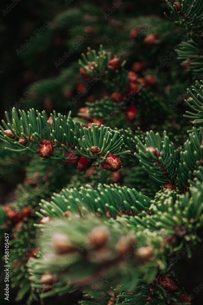 christmas tree branches christmas tree branches