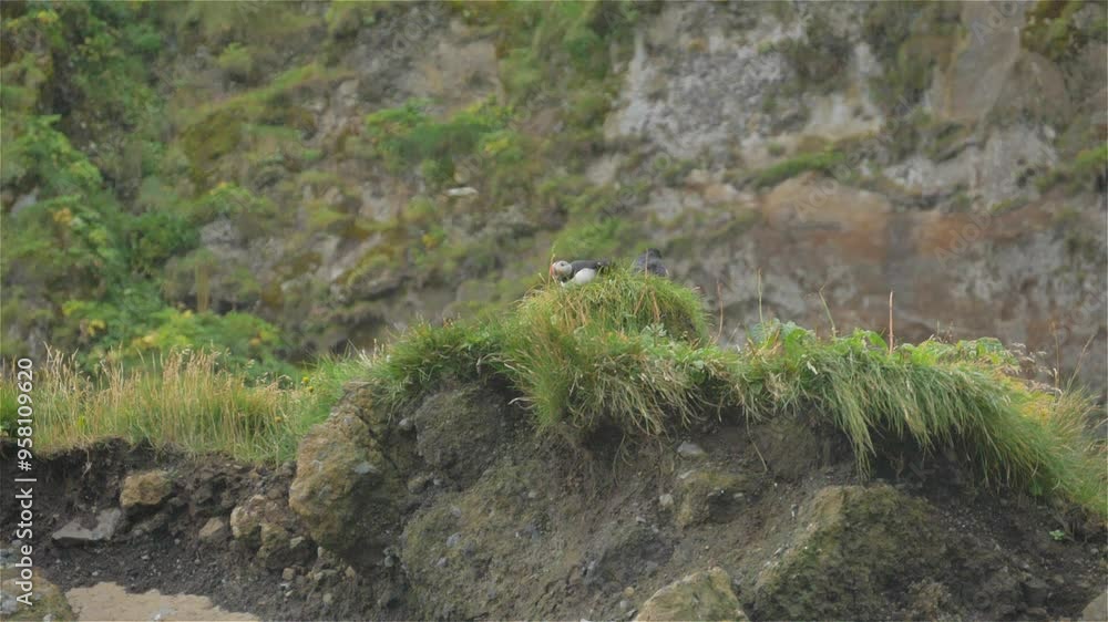 atlantic puffin taking off from the rock cliff slow motion,iceland atlantic puffin taking off from the rock cliff slow motion,iceland
