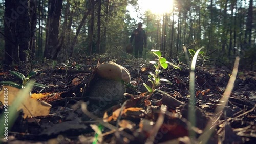male mushroom picker with an empty basket walks past a growing aspen tree in the forest.