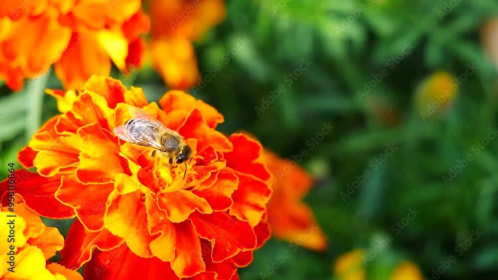 A bee collects honey on a marigold flower.. A bee collects honey on a marigold flower..