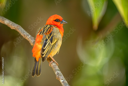 Mauritius fody - Foudia rubra, beautiful colored rare weaver bird native to forests and woodlands of Mauritius island. photo