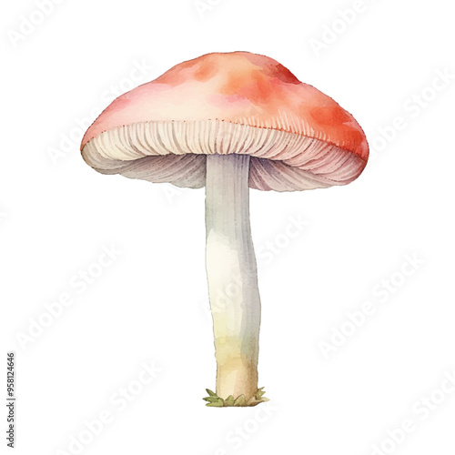 watercolor of Mushroom isolated white background