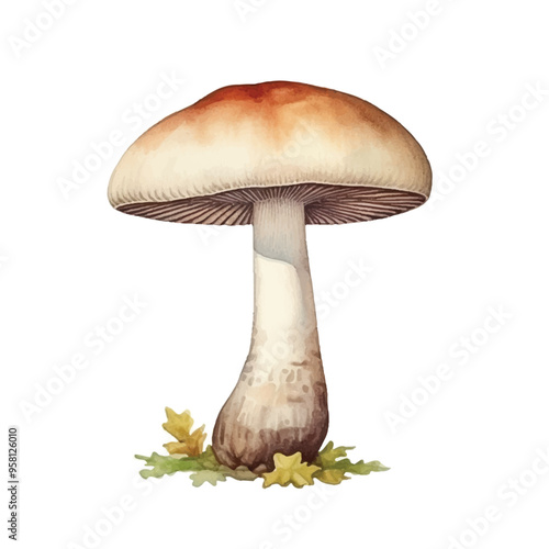 watercolor of Mushroom isolated white background
