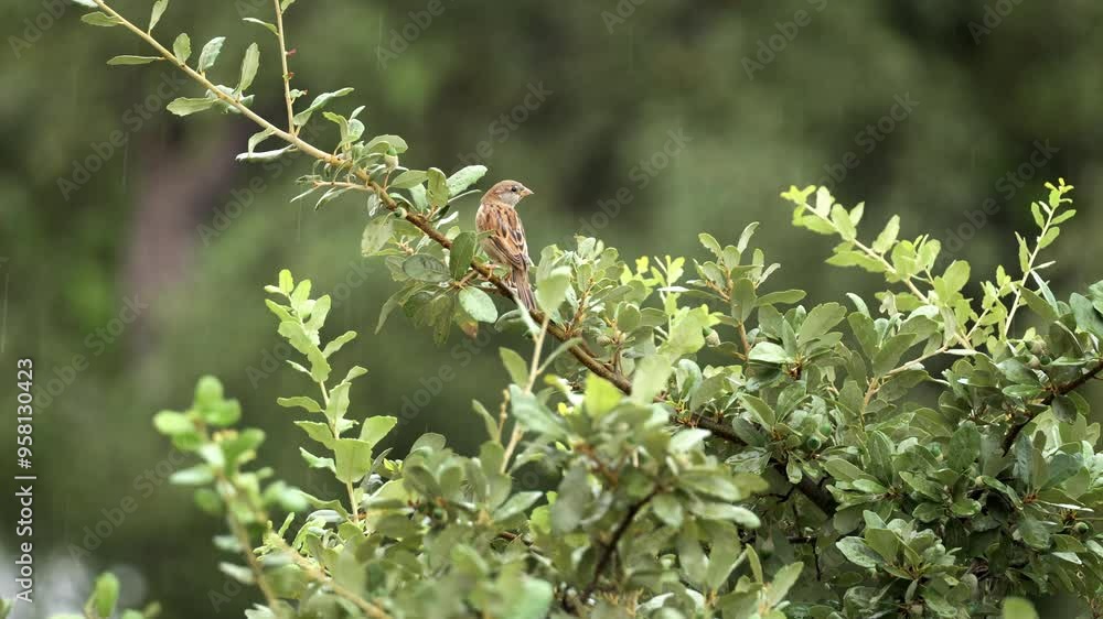 A House Sparrow perches on a branch in the rain and flies away in slow motion - Passer domesticus A House Sparrow perches on a branch in the rain and flies away in slow motion - Passer domesticus