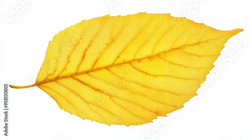 A osage orange leaf, elliptical with a smooth margin, turning from green to bright yellow photo