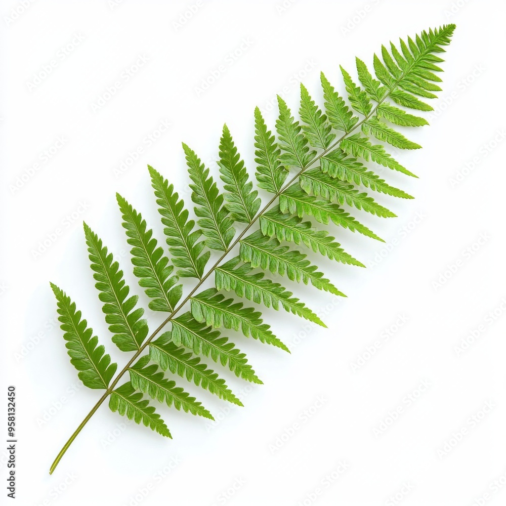 White Background: An Intricate Fern Blossom Showcased Against a Clean White Background, Highlighting its Natural Beauty and Intricate Patterns. White Background: An Intricate Fern Blossom Showcased Against a Clean White Background, Highlighting its Natural Beauty and Intricate Patterns.